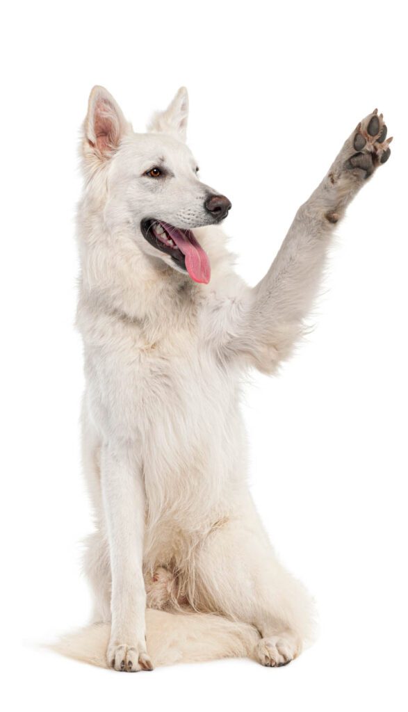 Veterinary Care in Simpsonville